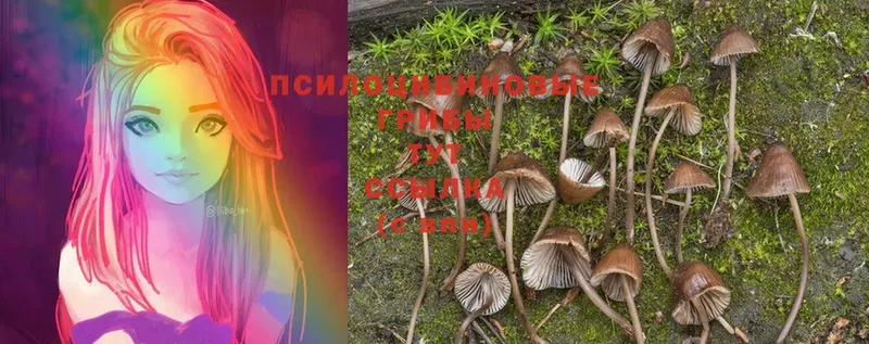 наркотики  Ейск  Псилоцибиновые грибы Psilocybine cubensis 